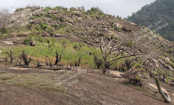 triangularis habitat